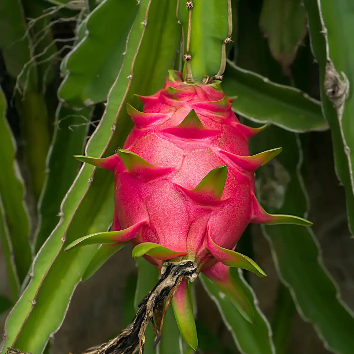 Container growing purple pitaya seeds easy for home gardens
