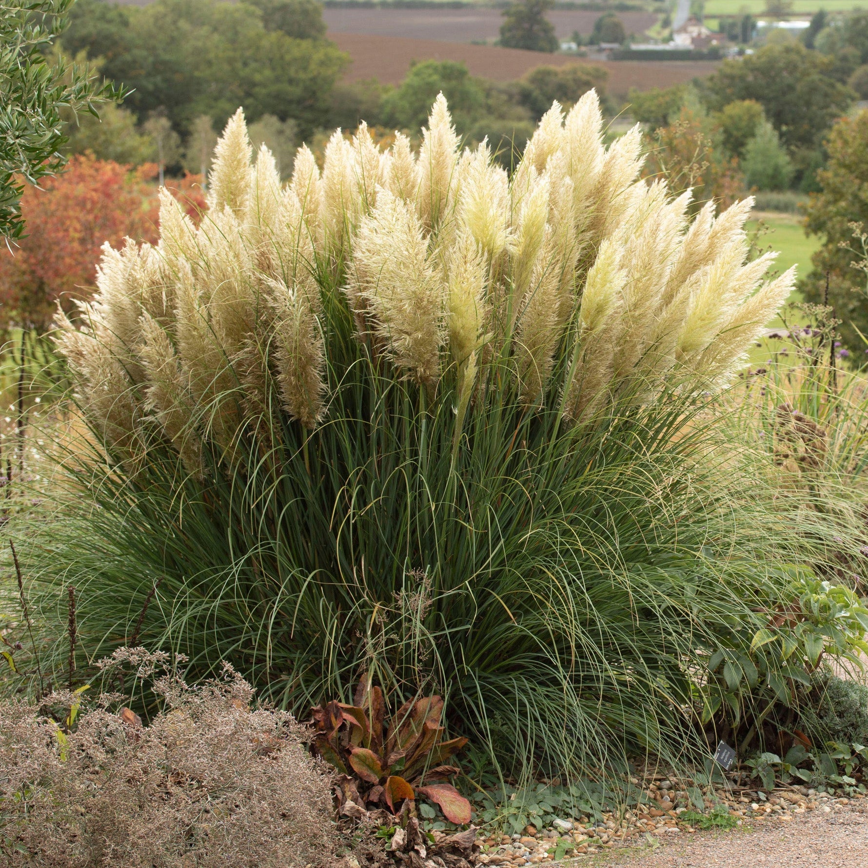 Stone grass seeds germination in garden soil setup