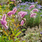 Pink Alaskan Burnet Plant Seeds for Planting - 100 seeds for planting in home garden