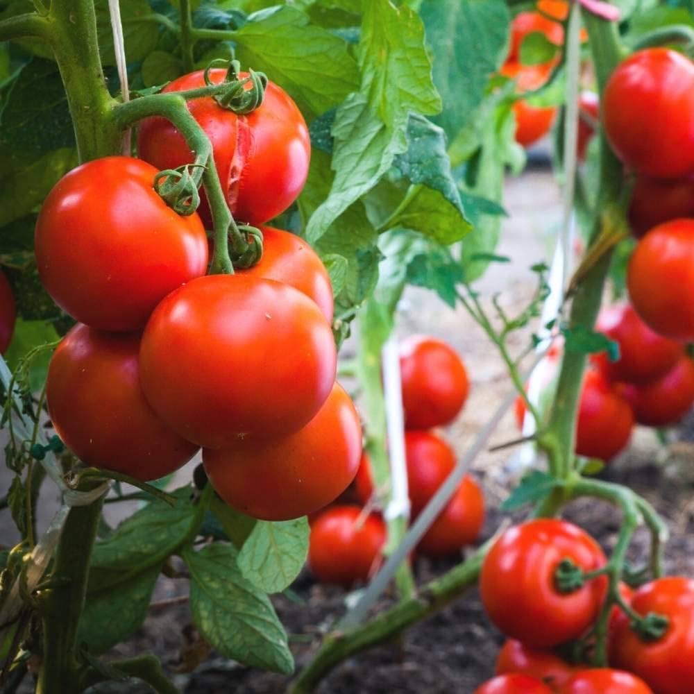 Copia Bi - Color Tomato Seeds – Beautiful Striped Heirloom with Sweet Taste - Dharaseeds