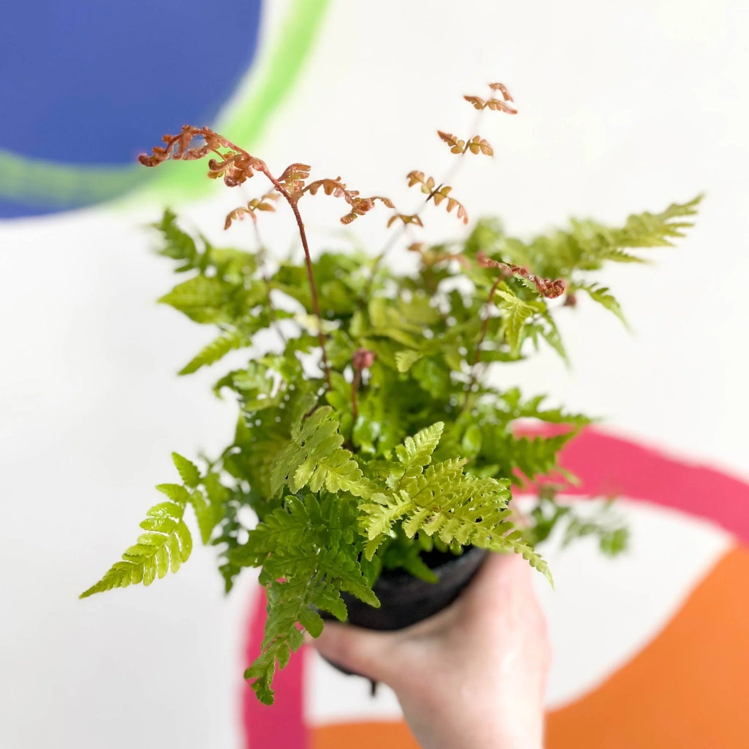 Dryopteris Erythrosora Plant Seeds for Planting, Heirloom, Non-GMO