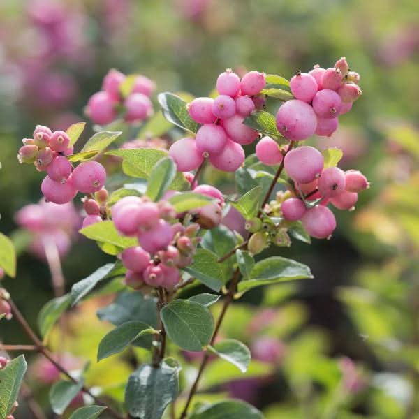 Coralberry Flower Seeds for Planting – Colorful Ornamental Garden Blooms