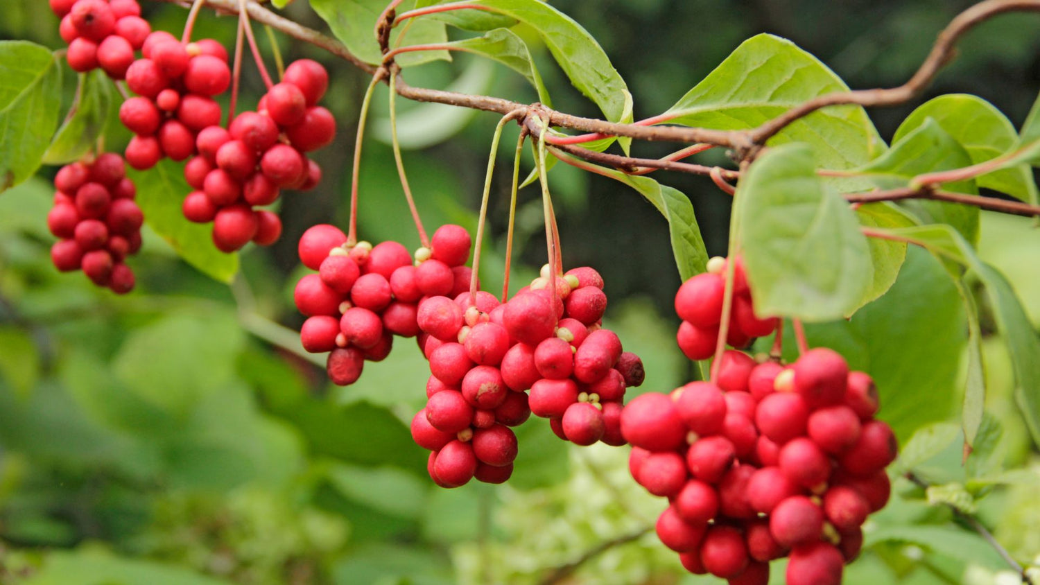 Five Flavor Berry (Schisandra chinensis)