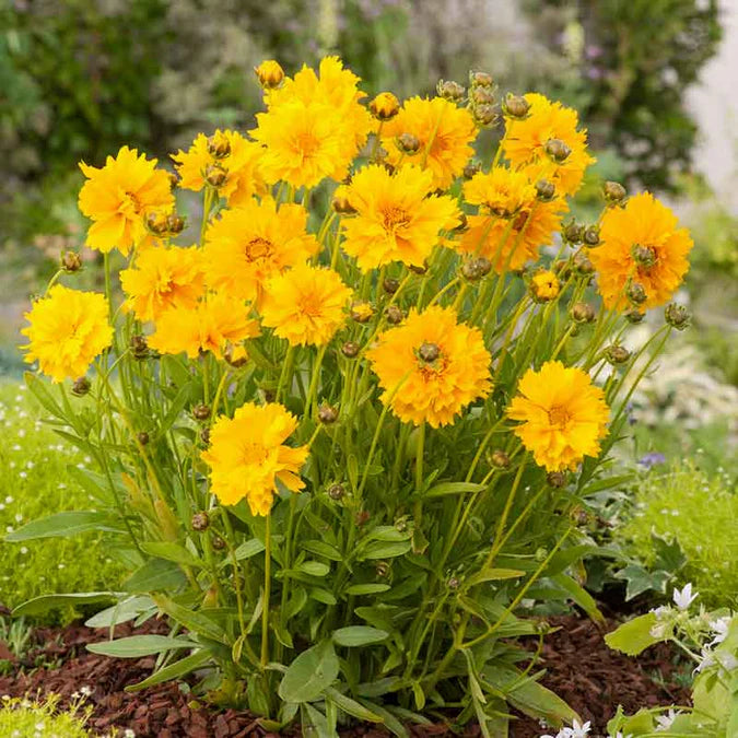 Lance-Leaf Coreopsis Seeds