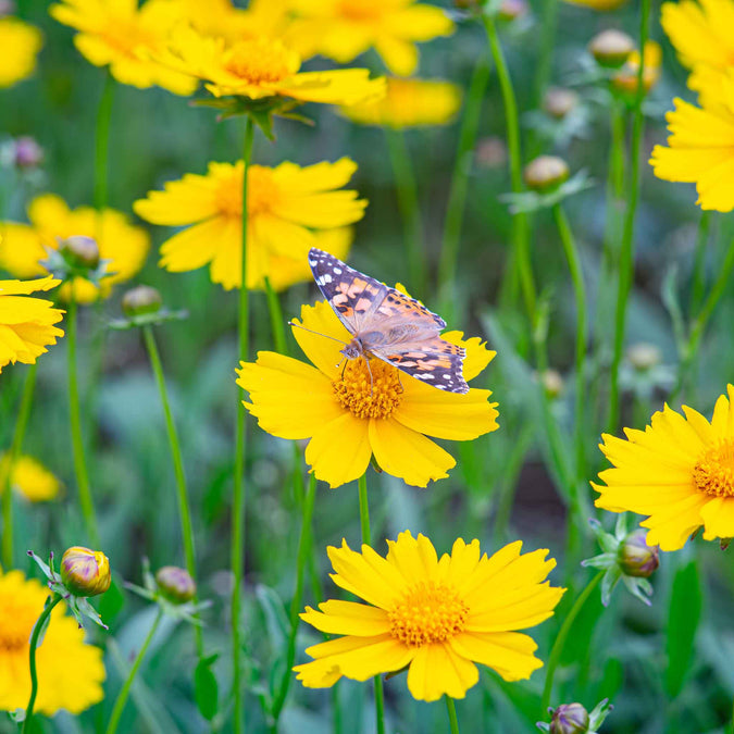 Lance-Leaf Coreopsis Seeds