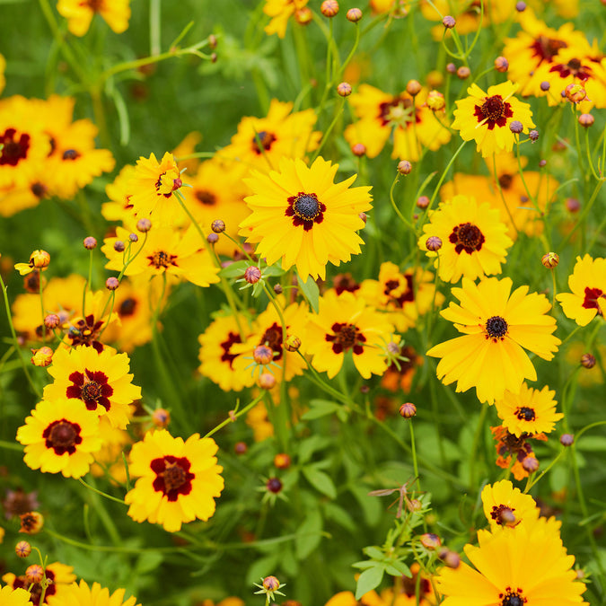 Plains Coreopsis Seeds Mixed