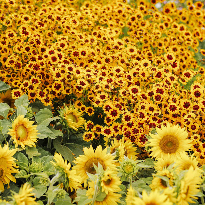 Plains Coreopsis Seeds Mixed