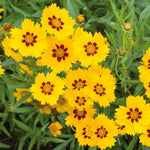 flowers high quality flower seeds for growing vibrant and colorful blooms in home gardens and landscapes organic flowers premium organic flower seeds for sustainable gardening and beautiful blossoms suitable for all climates