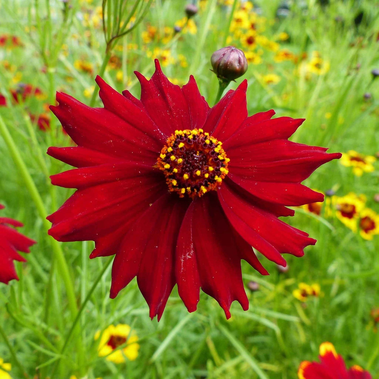 flowers high quality flower seeds for growing vibrant and colorful blooms in home gardens and landscapes organic flowers premium organic flower seeds for sustainable gardening and beautiful blossoms suitable for all climates