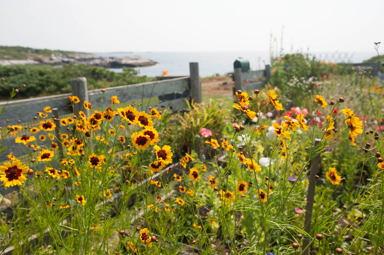 Plains Coreopsis