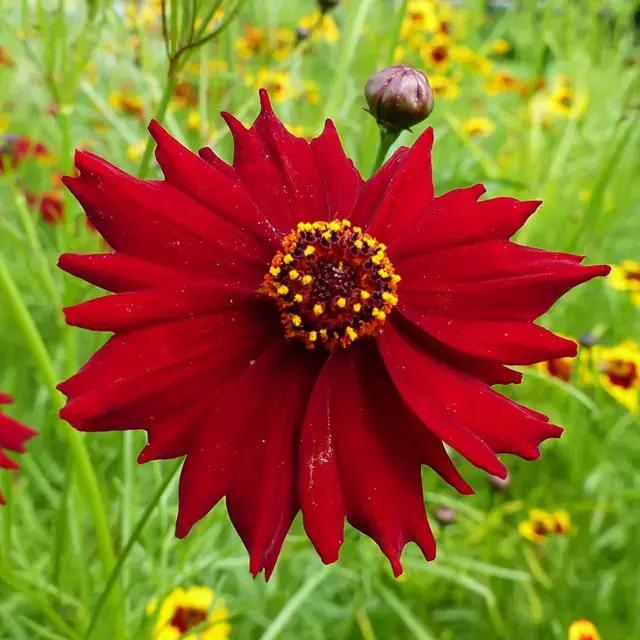 Red Coreopsis Flower Seeds for Planting - NON GMO Seeds Dhara Seeds