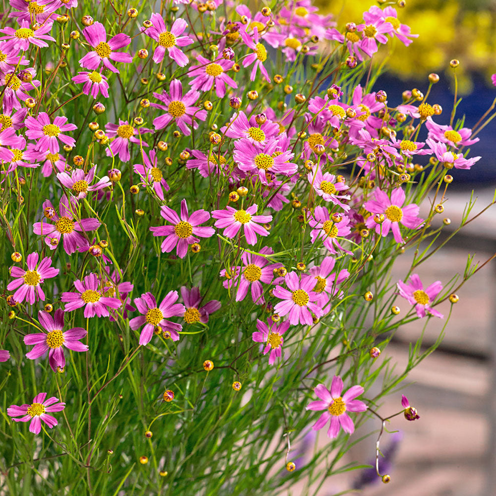 Coreopsis American Dream Pink Bloom Flower Seeds