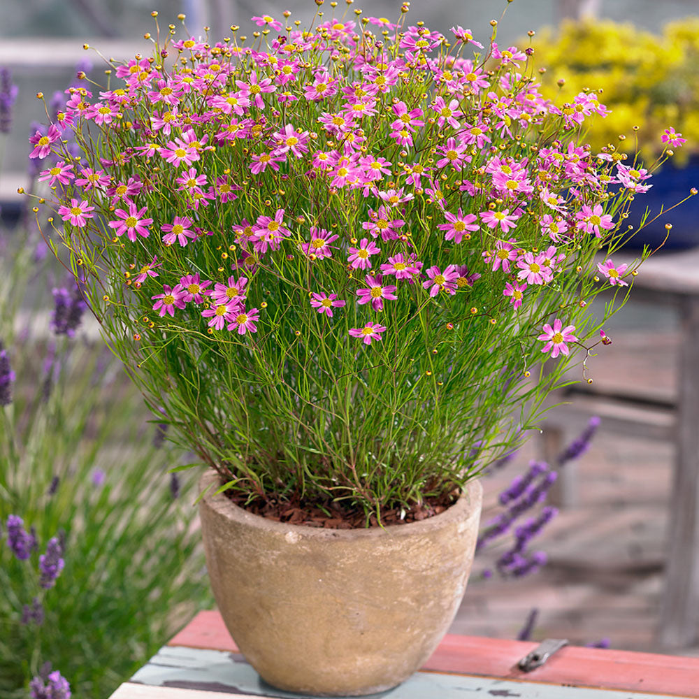 Coreopsis American Dream Pink Bloom Flower Seeds