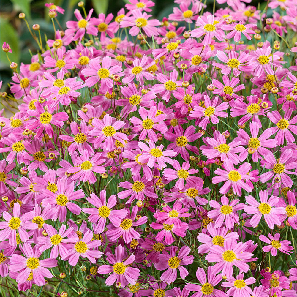 Coreopsis American Dream Pink Bloom Flower Seeds