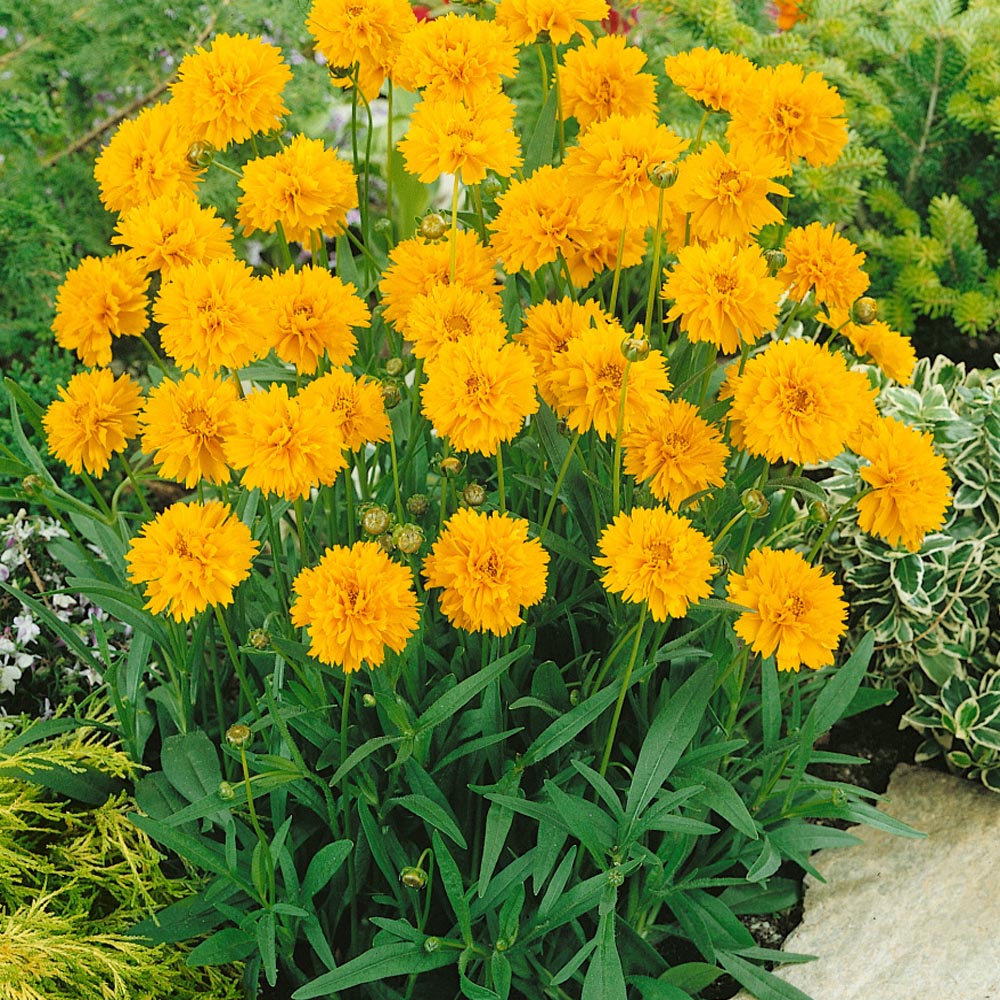 Coreopsis Early Sunrise Golden Yellow Flower Seeds