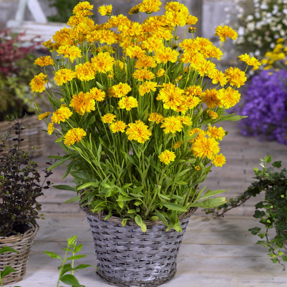 Coreopsis Early Sunrise Golden Yellow Flower Seeds