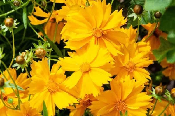 Coreopsis Dwarf Lance Coreopsis Flower Seeds
