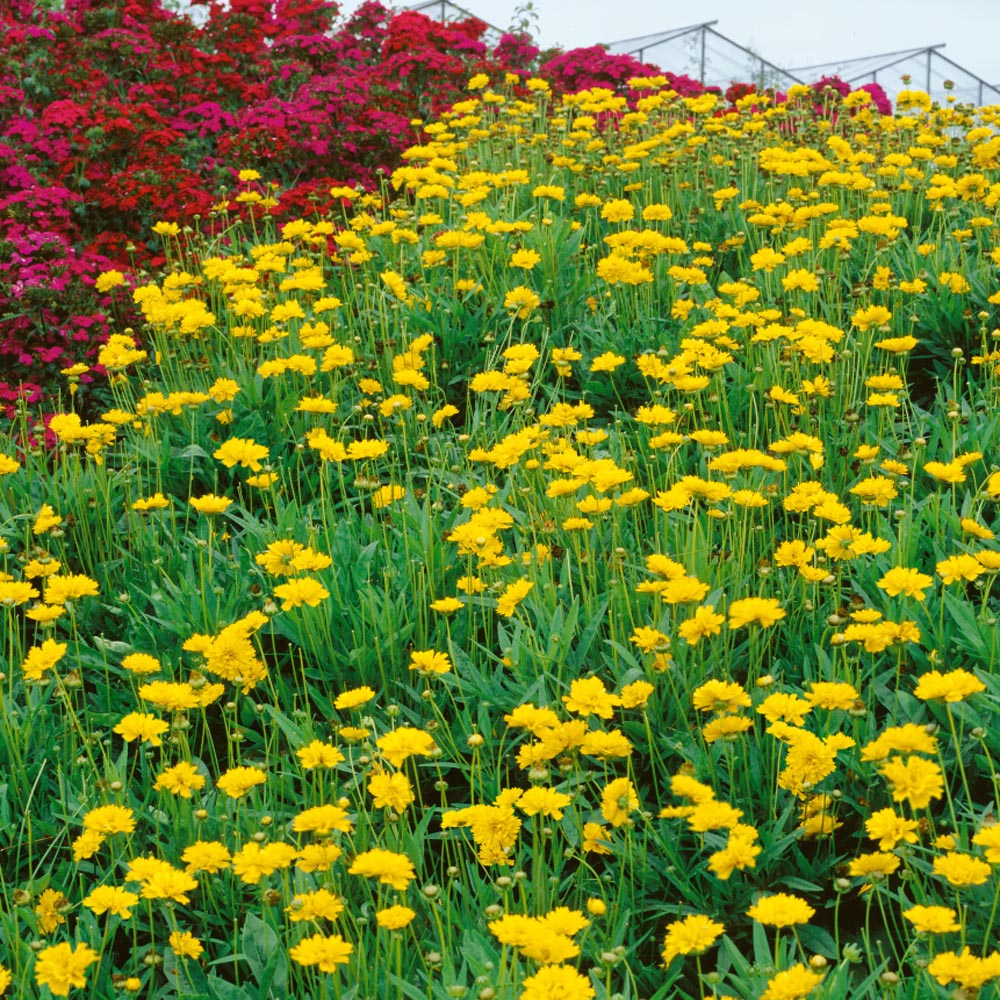 Coreopsis Early Sunrise Golden Yellow Flower Seeds