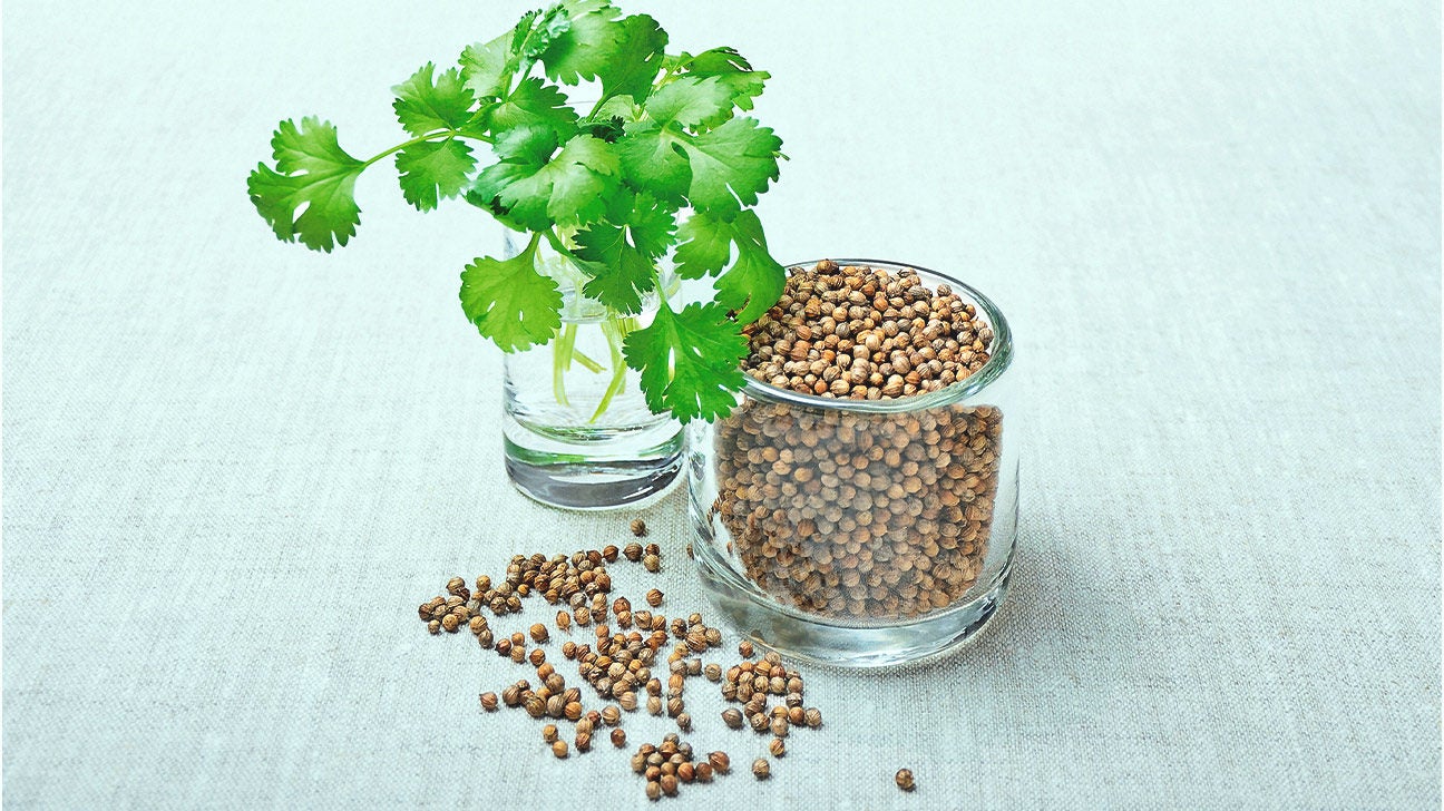 Cilantro Seeds