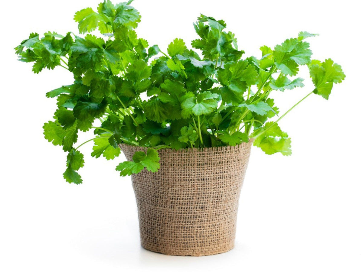 Coriander Growing Indoors in Containers