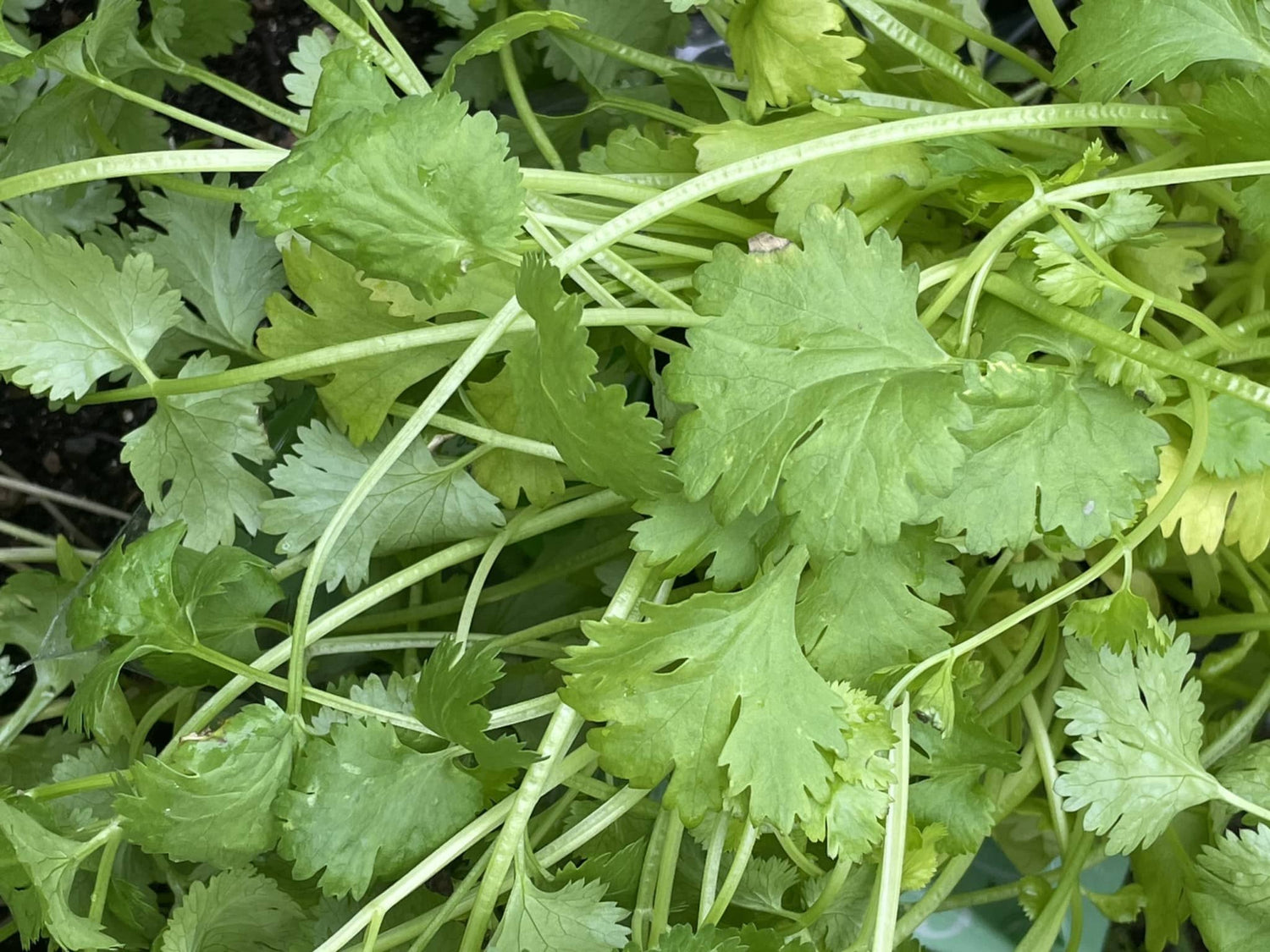 Fresh Coriander Leaves Growing in Home Garden