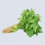 Flowering Coriander Plant Producing Seeds