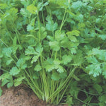 Coriander Seedlings Sprouting in Pots