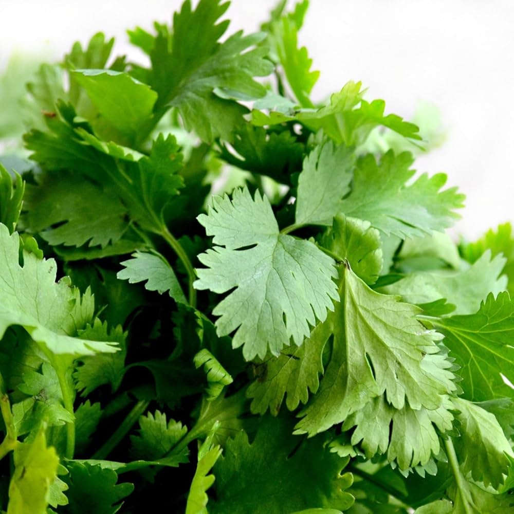 Coriander seeds germination stage in soil tray