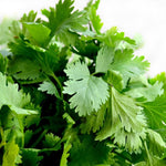 Coriander seeds germination stage in soil tray
