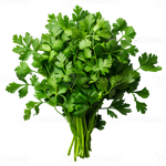 Harvested Coriander Seeds for Culinary Use