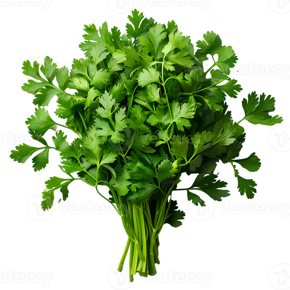 Harvested Coriander Seeds for Culinary Use