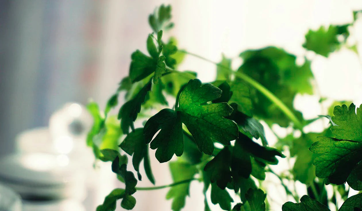 Coriander Leafy Seeds for Planting, heirloom & Non-GMO Seeds