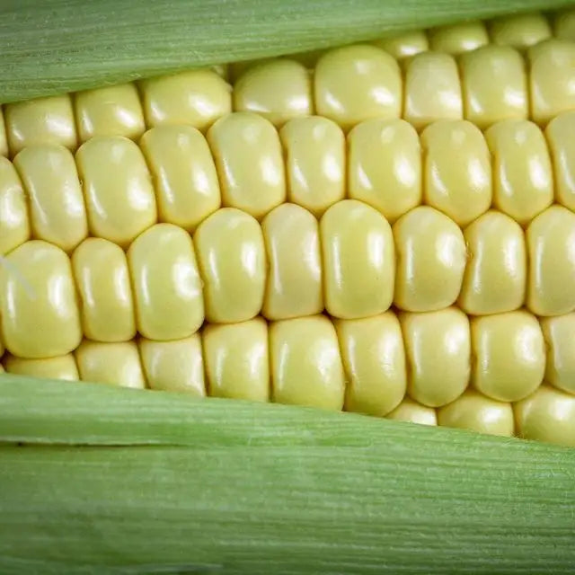 Corn Seeds, Fisher's Earliest Sweet