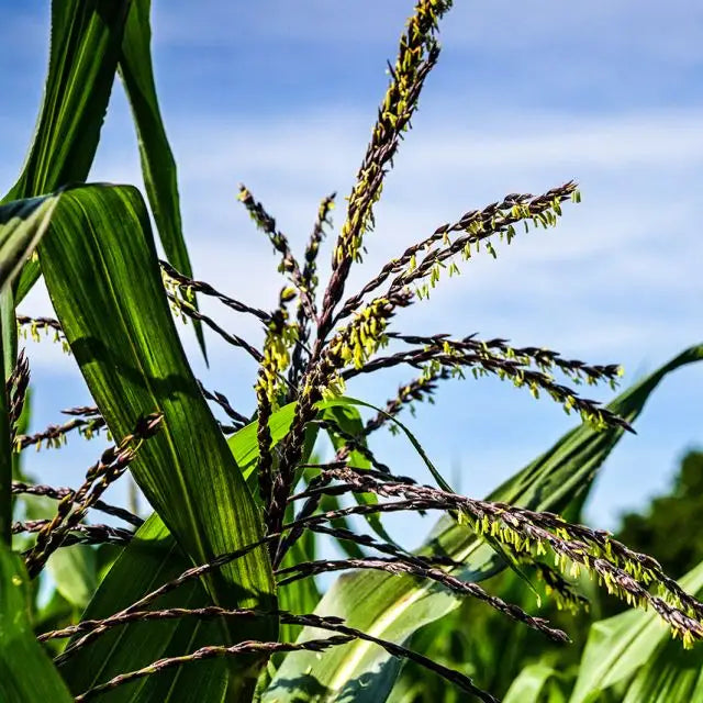 CORN SEEDS, MARTIAN JEWELS