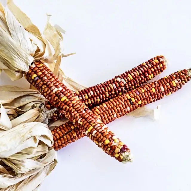 Corn Seeds, Montana Sunburst