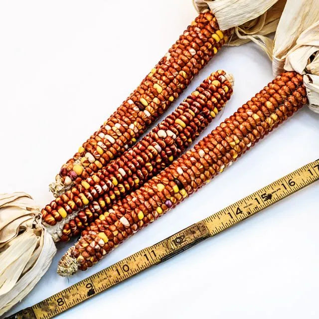 Corn Seeds, Montana Sunburst