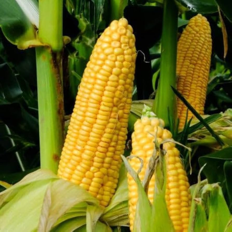 Heirloom non-GMO corn seeds showing strong Primus Triplesweet plant growth