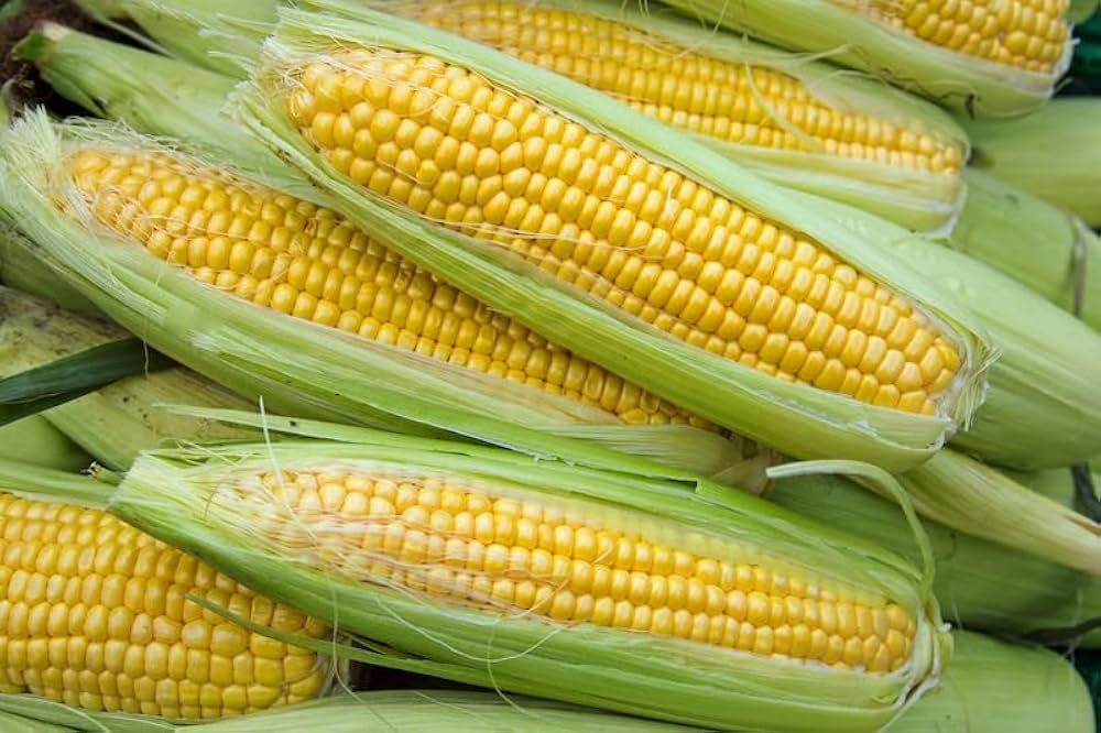 Corn seeds with high yield and sweet Primus Triplesweet kernel quality