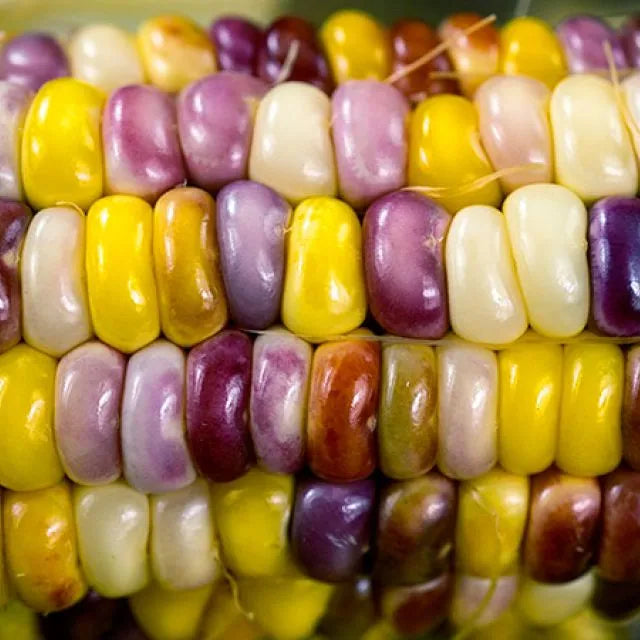 WADE'S GIANT INDIAN FLINT CORN