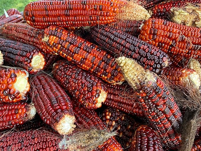 Corn Zea Mays Red Vegetable Seeds for Planting – Ideal for Backyard Gardens and Fall Harvests - Dharaseeds