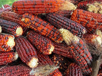 Corn Zea Mays Red Vegetable Seeds for Planting – Ideal for Backyard Gardens and Fall Harvests - Dharaseeds