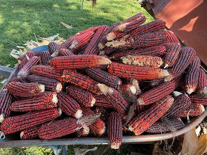 Corn Zea Mays Red Vegetable Seeds for Planting – Ideal for Backyard Gardens and Fall Harvests - Dharaseeds
