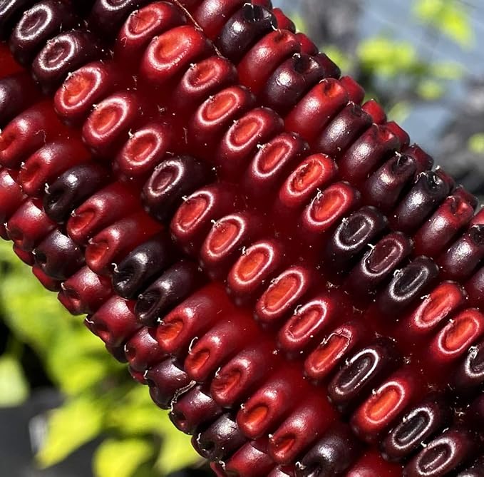 Corn Zea Mays Red Vegetable Seeds for Planting – Ideal for Backyard Gardens and Fall Harvests - Dharaseeds