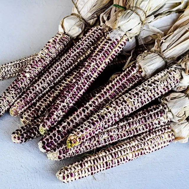 Corn Seeds, Montana Red Eagle