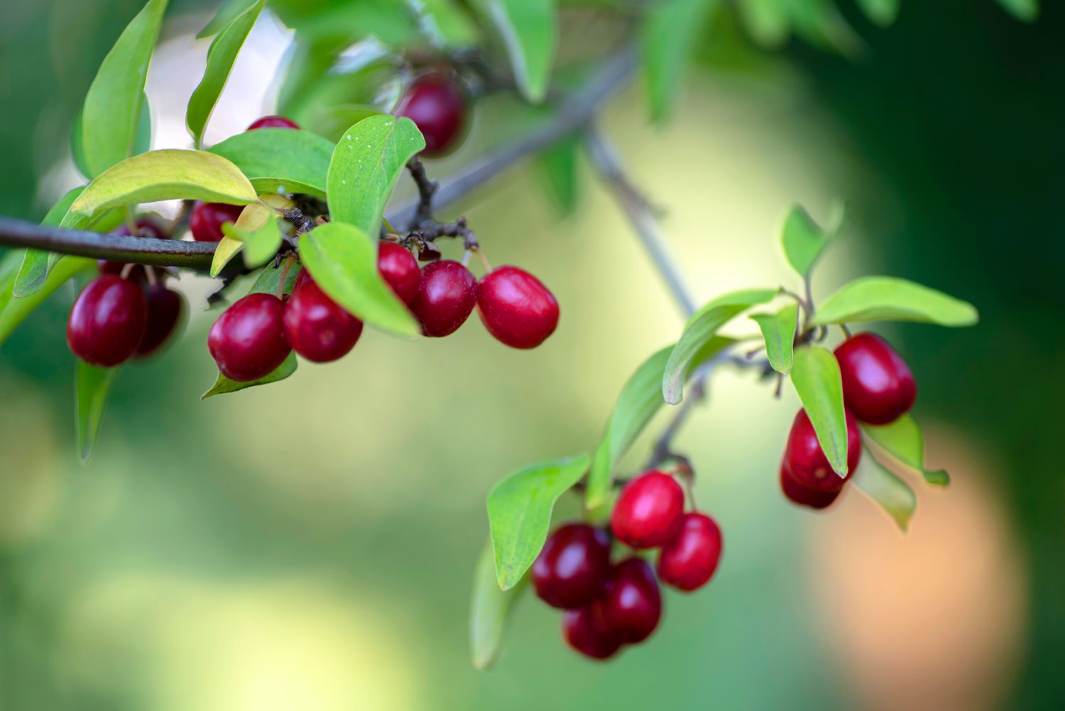 Cornelian Cherry (Cornus mas)