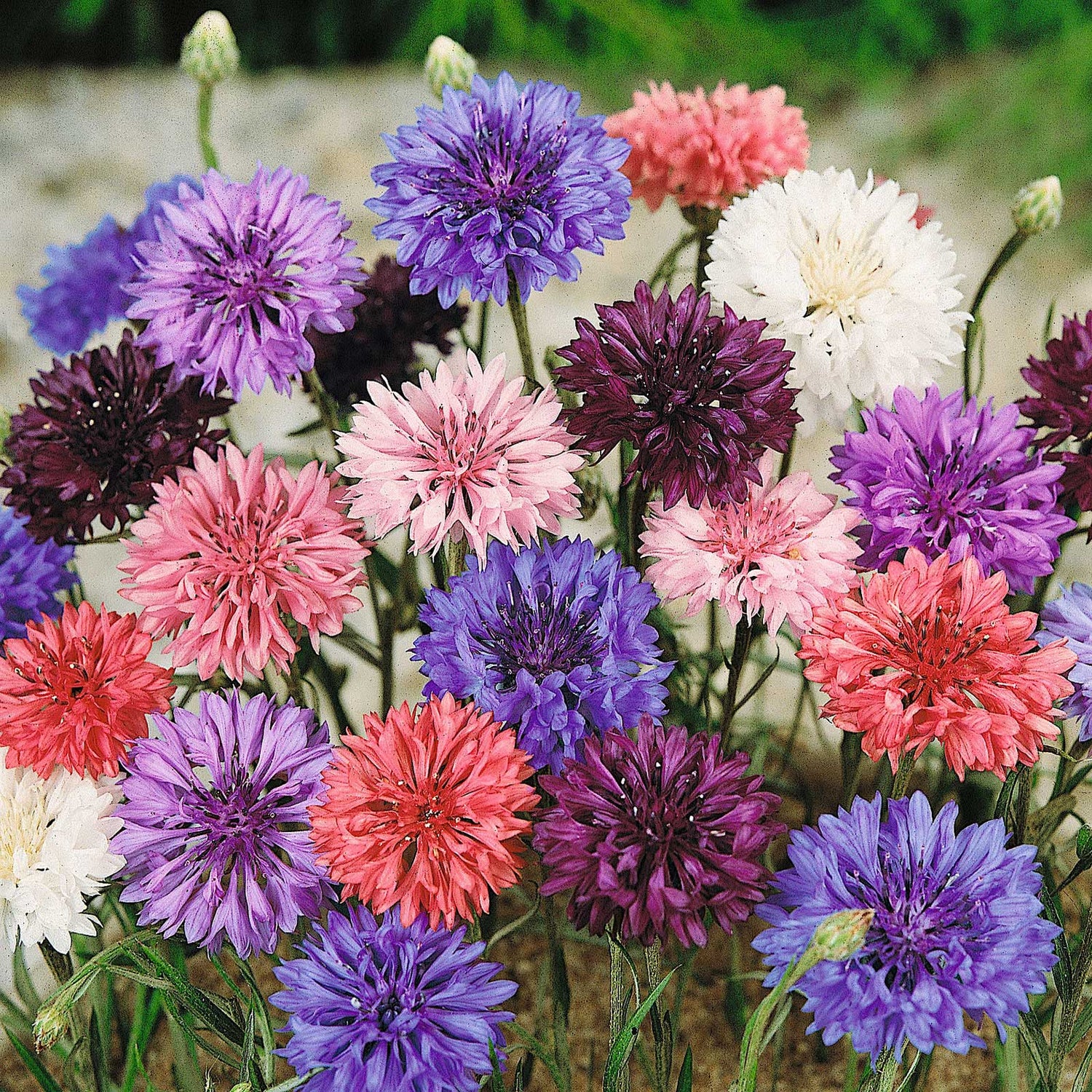 Cornflower/Bachelor Button Seeds