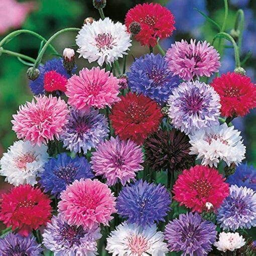 Cornflower Open Pollinated heirloom non-gmo organic garden seeds