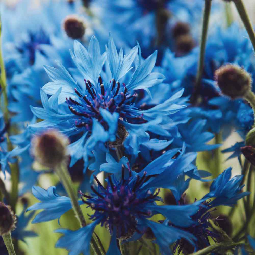 Cornflower Blue Classic Bachelor's Button Flower Seeds