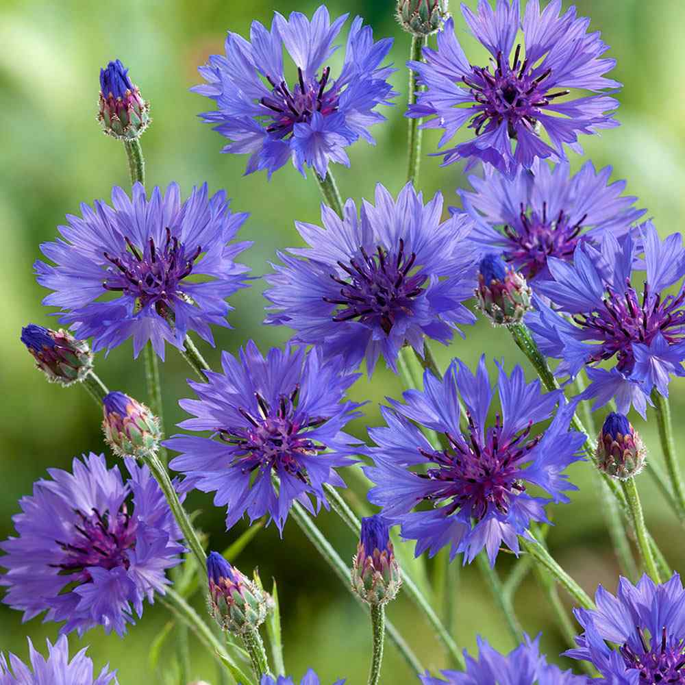 Cornflower Blue Classic Bachelor's Button Flower Seeds