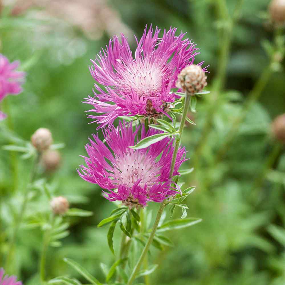 Cornflower Dealbata Pink and White Bloom Flower Seeds